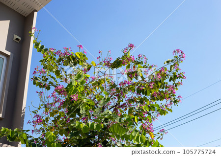 Bauhinia purpurea tree with pink flower Bauhinia purpurea tree with pink flower 105775724