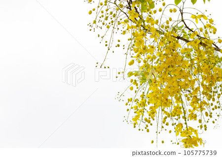 Cassia fistula flower on tree 105775739