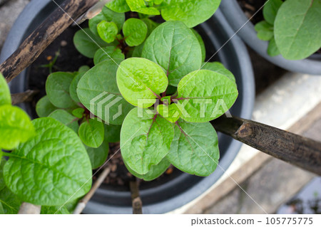 Ceylon spinach or basella rubra linn Ceylon spinach or basella rubra linn 105775775