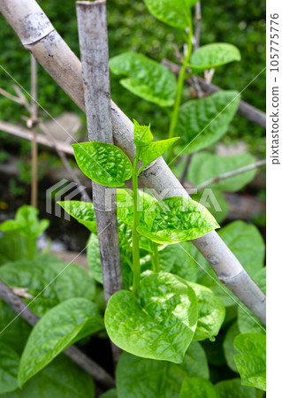 Ceylon spinach or basella rubra linn Ceylon spinach or basella rubra linn 105775776