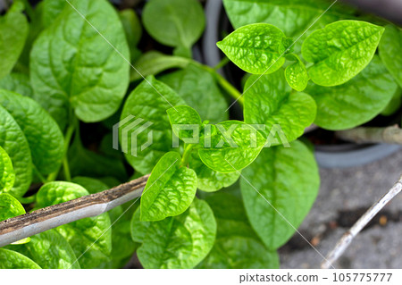Ceylon spinach or basella rubra linn 105775777