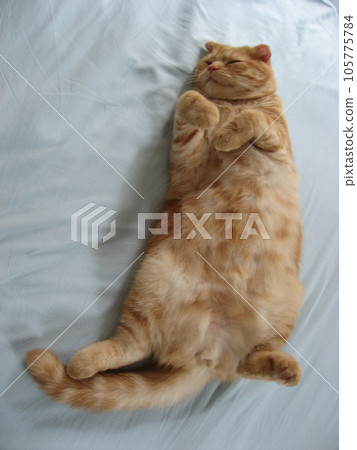 一隻睡得很舒服的貓 一隻睡得很舒服的貓 105775784