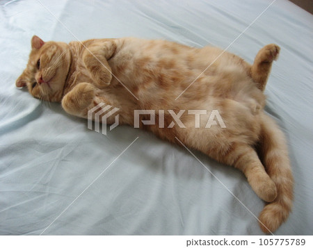 belly bared cat belly bared cat 105775789