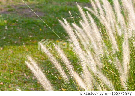 Fountain grass or pennisetum alopecuroides Fountain grass or pennisetum alopecuroides 105775878