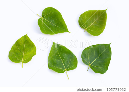 Green bodhi leaf on a white background. Green bodhi leaf on a white background. 105775932