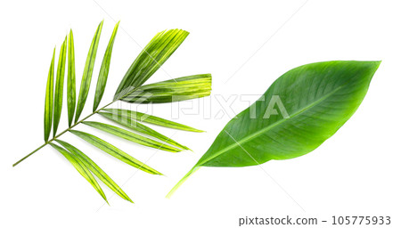 Fresh palm leaves with banana leaf on white background. Fresh palm leaves with banana leaf on white background. 105775933