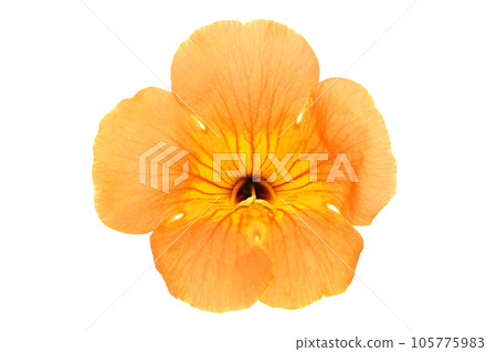 [Matsunaga vine] (focus stacking) 105775983