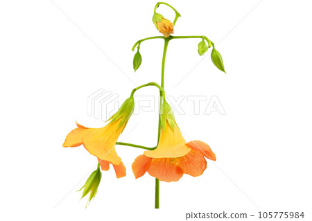 [Matsunaga vine] (focus stacking) 105775984