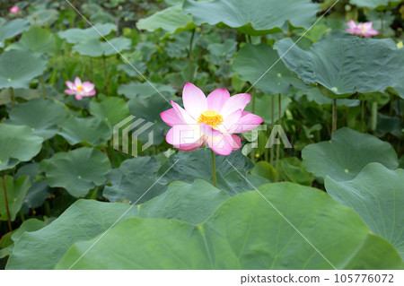 Beautiful blooming pink lotus flower with green leaves Beautiful blooming pink lotus flower with green leaves 105776072