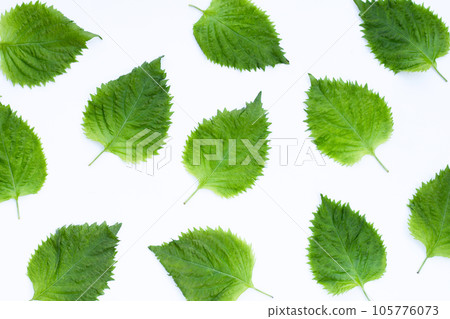 Green Shiso or oba leaves on white background. Green Shiso or oba leaves on white background. 105776073