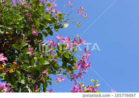 Bauhinia purpurea tree with pink flower 105776097
