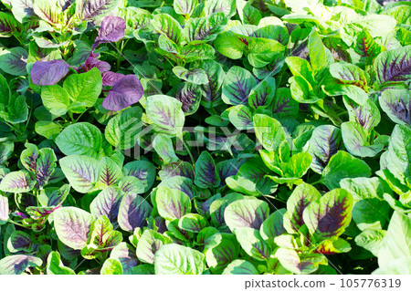 Fresh green red amaranth. Organic vegetables Fresh green red amaranth. Organic vegetables 105776319