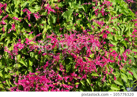 Mexican creeper, Chain of love, Coral vine. Pink flower Mexican creeper, Chain of love, Coral vine. Pink flower 105776320