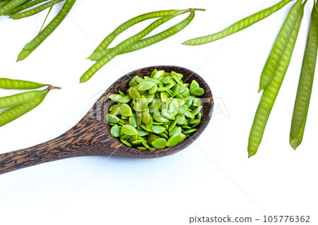 Leucaena leucocephala isolated seeds on white background Leucaena leucocephala isolated seeds on white background 105776362
