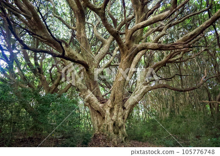 Forest behind Saruta Shrine 105776748