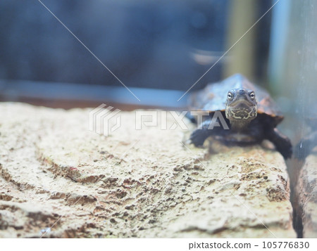 baby turtle 2 baby turtle 2 105776830