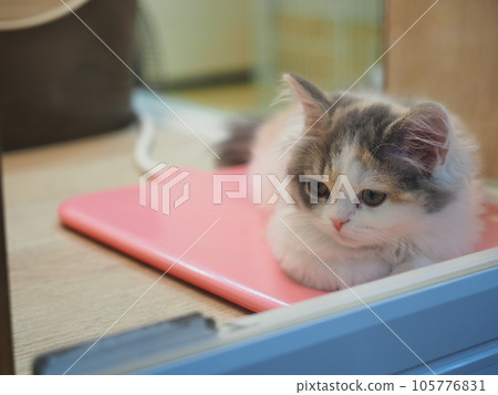 ragamuffin kitten 2 ragamuffin kitten 2 105776831