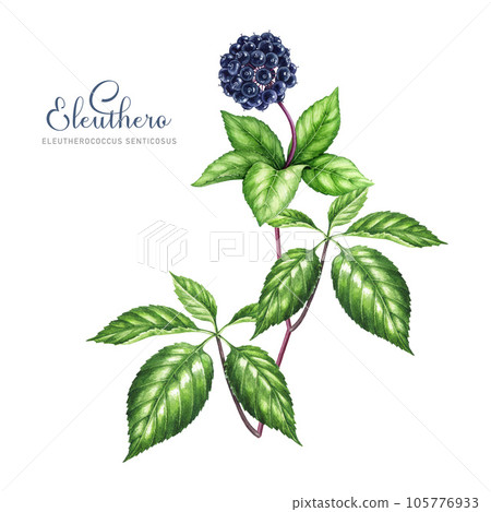 Eleuthero plant watercolor illustration. Hand drawn Eleutherococcus senticosus herb botanical vintage style illustration. Siberian ginseng medicinal herb element. Eleuthero herb on white background 105776933