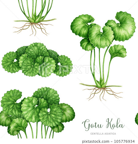 Gotu kola plant seamless pattern. Watercolor illustration. Centella asiatica medicinal natural herb. Botanical realistic image. Gotu kola plant, green fresh leaves seamless pattern. White background 105776934