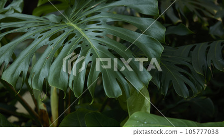 Tropical green leaves on background, nature summer forest plant concept. Creative layout made of tropical leaves. Nature concept. 105777038