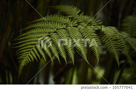 Tropical green leaves on background, nature summer forest plant concept. Creative layout made of tropical leaves. Nature concept. 105777041