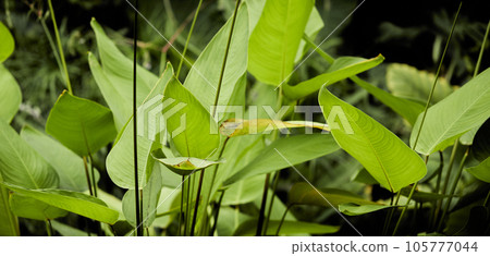 Tropical green leaves on background, nature summer forest plant concept. Creative layout made of tropical leaves. Nature concept. 105777044