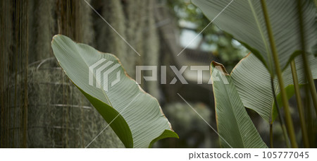 Tropical green leaves on background, nature summer forest plant concept. Creative layout made of tropical leaves. Nature concept. 105777045