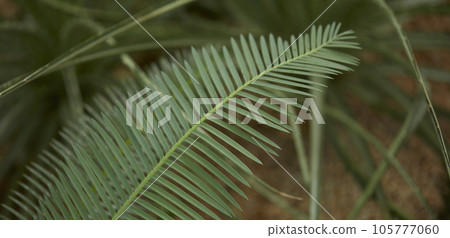 Tropical green leaves on background, nature summer forest plant concept. Creative layout made of tropical leaves. Nature concept. 105777060