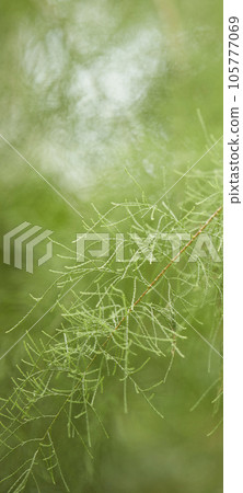 Tropical green leaves on background, nature summer forest plant concept. Creative layout made of tropical leaves. Nature concept. 105777069