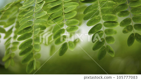 Tropical green leaves on background, nature summer forest plant concept. Creative layout made of tropical leaves. Nature concept. Tropical green leaves on background, nature summer forest plant concept. Creative layout made of tropical leaves. Nature concept. 105777083