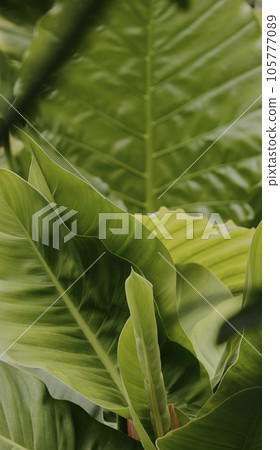 Tropical green leaves on background, nature summer forest plant concept. Creative layout made of tropical leaves. Nature concept. 105777089