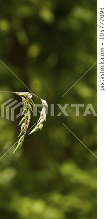 Tropical green leaves on background, nature summer forest plant concept. Creative layout made of tropical leaves. Nature concept. 105777093