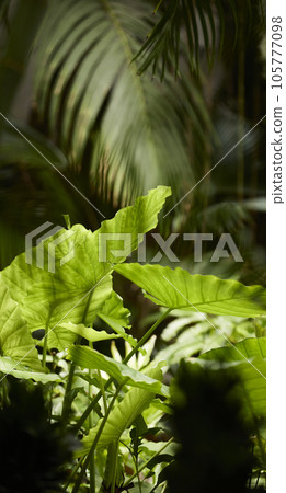 Tropical green leaves on background, nature summer forest plant concept. Creative layout made of tropical leaves. Nature concept. 105777098