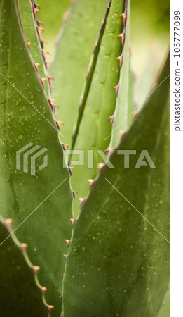 Tropical green leaves on background, nature summer forest plant concept. Creative layout made of tropical leaves. Nature concept. Tropical green leaves on background, nature summer forest plant concept. Creative layout made of tropical leaves. Nature concept. 105777099