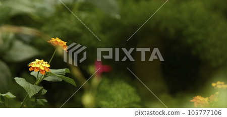 Tropical green leaves on background, nature summer forest plant concept. Creative layout made of tropical leaves. Nature concept. Tropical green leaves on background, nature summer forest plant concept. Creative layout made of tropical leaves. Nature concept. 105777106