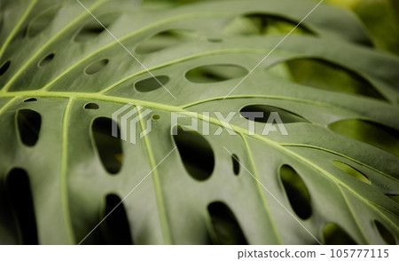 Tropical green leaves on background, nature summer forest plant concept. Creative layout made of tropical leaves. Nature concept. 105777115