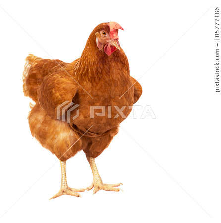 full body of brown chicken hen standing isolated white background use for farm animals and livestock theme 105777186
