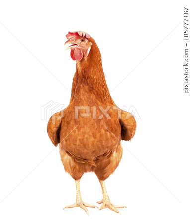 full body of brown chicken ,hen standing isolated white background use for farm animals and livestock theme full body of brown chicken ,hen standing isolated white background use for farm animals and livestock theme 105777187