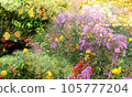 flowers blooming in the garden 105777204