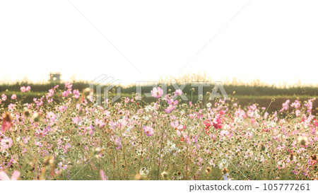 夕陽包裹下的波斯菊田 | 16:9 夕陽包裹下的波斯菊田 | 16:9 105777261