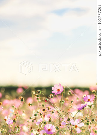 Autumn cherry field at dusk｜Vertical composition 105777262