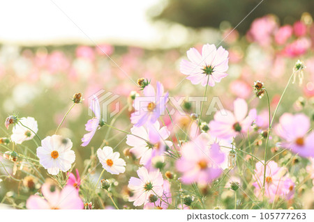 夕陽下閃閃發光的宇宙場 105777263