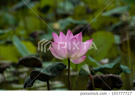  Lotus 105777727