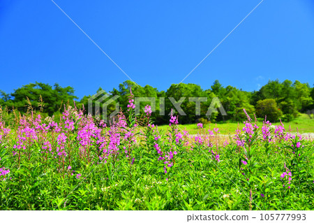 Willow herb orchid in Takamine Kogen (Komoro City, Nagano Prefecture) [August 2023] 105777993
