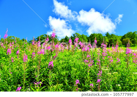 Willow herb orchid in Takamine Kogen (Komoro City, Nagano Prefecture) [August 2023] 105777997