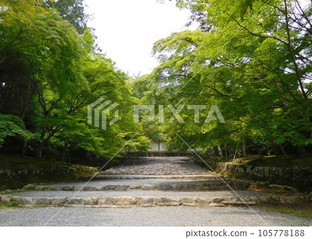 京都二尊院入場秋葉巴巴 105778188