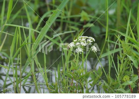 白花盛開在稻田裡 105778189