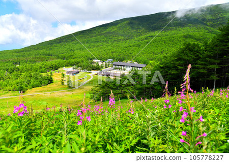 Willow herb orchid in Takamine Kogen (Komoro City, Nagano Prefecture) [August 2023] 105778227