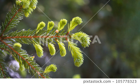 Fir tree branch with fresh young green shoots 105778323