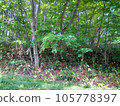 landscape photography trees 105778397